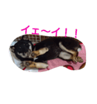 shibainu TUBAKI（個別スタンプ：9）