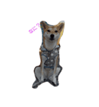 shibainu TUBAKI（個別スタンプ：11）