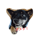shibainu TUBAKI（個別スタンプ：13）