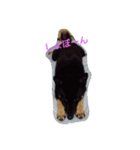 shibainu TUBAKI（個別スタンプ：14）