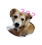 shibainu TUBAKI（個別スタンプ：15）