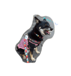 shibainu TUBAKI（個別スタンプ：16）