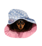 愛犬いちご（個別スタンプ：1）