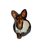 愛犬いちご（個別スタンプ：2）