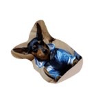 愛犬いちご（個別スタンプ：3）