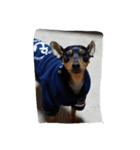 愛犬いちご（個別スタンプ：4）