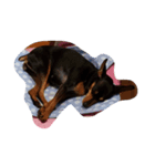 愛犬いちご（個別スタンプ：6）