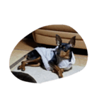 愛犬いちご（個別スタンプ：8）