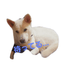 紀州犬くう（個別スタンプ：1）