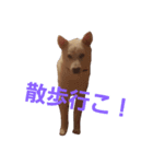 紀州犬くう（個別スタンプ：2）