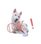 紀州犬くう（個別スタンプ：3）