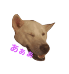 紀州犬くう（個別スタンプ：6）