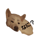 紀州犬くう（個別スタンプ：7）