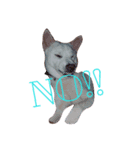 紀州犬くう（個別スタンプ：8）