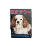 7時だよ！リオ集合～っ！（個別スタンプ：5）
