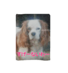7時だよ！リオ集合～っ！（個別スタンプ：15）
