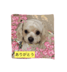 嬉しいマロン（個別スタンプ：2）