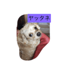 嬉しいマロン（個別スタンプ：8）