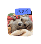 嬉しいマロン（個別スタンプ：11）