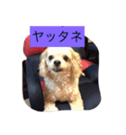 嬉しいマロン（個別スタンプ：12）