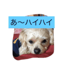 嬉しいマロン（個別スタンプ：13）