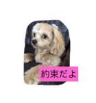 嬉しいマロン（個別スタンプ：15）
