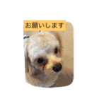 嬉しいマロン（個別スタンプ：16）