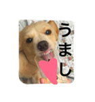 チワックスの虎鉄！（個別スタンプ：1）