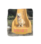 チワックスの虎鉄！（個別スタンプ：3）