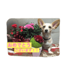 チワックスの虎鉄！（個別スタンプ：6）
