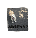 チワックスの虎鉄！（個別スタンプ：7）