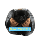 黒ペキニーズのモモです（個別スタンプ：1）