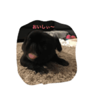 黒ペキニーズのモモです（個別スタンプ：4）