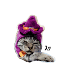 いぬねこいっぱい（個別スタンプ：1）