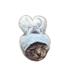 いぬねこいっぱい（個別スタンプ：9）