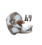 いぬねこいっぱい（個別スタンプ：11）