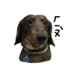 Dachshund Dog Jumping（個別スタンプ：1）