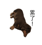 Dachshund Dog Jumping（個別スタンプ：2）