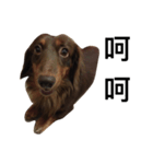 Dachshund Dog Jumping（個別スタンプ：3）