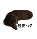 Dachshund Dog Jumping（個別スタンプ：4）