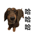 Dachshund Dog Jumping（個別スタンプ：5）