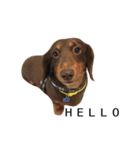 Dachshund Dog Jumping（個別スタンプ：6）