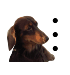 Dachshund Dog Jumping（個別スタンプ：7）