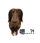 Dachshund Dog Jumping（個別スタンプ：8）