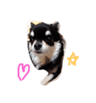 WANNWANN（個別スタンプ：1）