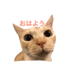 猫で楽々、可愛い返事（個別スタンプ：1）