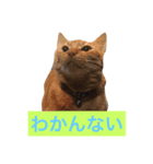 猫で楽々、可愛い返事（個別スタンプ：2）