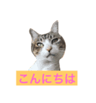 猫で楽々、可愛い返事（個別スタンプ：3）