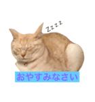 猫で楽々、可愛い返事（個別スタンプ：5）