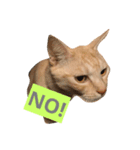 猫で楽々、可愛い返事（個別スタンプ：6）